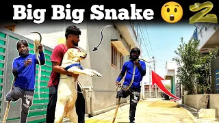Amma చాలా భయపడుతుంది..🥺 || పాపము Sanke ||  Sandy Fun..😂 || Snake Catcher వచ్చాడు || Big Snake