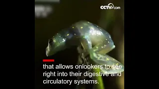 A frog with transparent skin| CCTV English