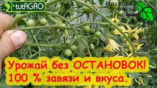 УРОЖАЙ БЕЗ ОСТАНОВКИ! СРОЧНО дайте ЭТО томатам, огурцам и перцам и и они одарят вас богатым урожаем.