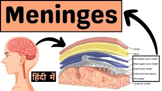 Meninges of Brain and Spinal Cord || Duramater, Arachnoid mater & Piamater in Hindi || Anatomy