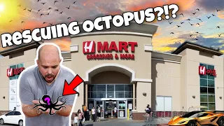 Rescuing Octopus From Food Market?!?