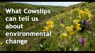 What Cowslips can tell us about environmental change (Spring into Action talk)