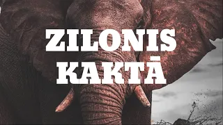 Einārs Vītols - Zilonis Kaktā