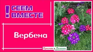 Посев ВЕРБЕНЫ  на рассаду для начинающих. Все тонкости и нюансы.