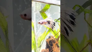 Rescue Fish Changes Color After He's Adopted | The Dodo