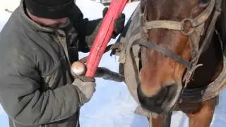 Как запрячь лошадь