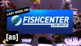 FishCenter Recap 7/10/17 | FishCenter | Adult Swim