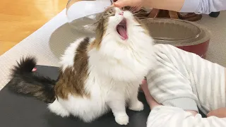 Massaging the face makes a cute cat yawn for some reason.