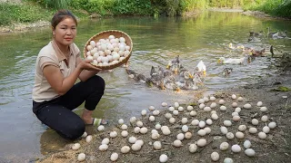 Harvesting Duck Eggs to Sell - Cooking - Living with nature / Trieu Thi Lieu