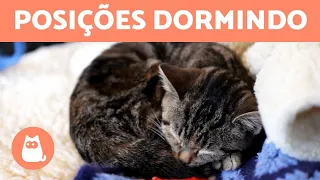 8 POSIÇÕES de um GATO DORMINDO e seus SIGNIFICADOS 🐱💤