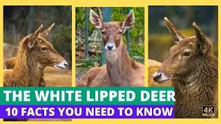 White-Lipped Deer Unveiled: 10 Surprising Facts You Didn't Know