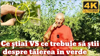 Cele doua etape ale taierii in verde si importanta lor!