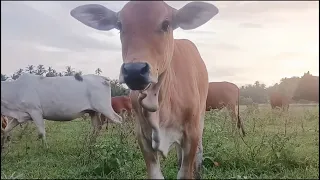 sapi sapi lucu bersuara unik