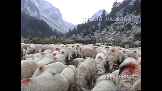 Me barinjtë e Bjeshkëve të Nemuna - With the shepherds of the Cursed Mountains