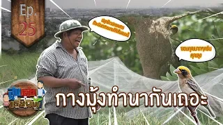 ปลูกข้าวอินทรีย์ มีมุ้งกาง สูงเตี้ยเรี่ยดิน EP 25