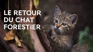 Un félin sauvage en Île-de-France ? Le retour du chat forestier