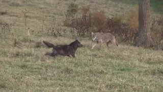 Дневная охота на койотов / day coyote hunt