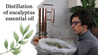 How to make essential oil - Eucalyptus oil - Steam distillation