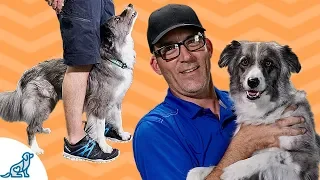 Teaching Your Dog To Walk On Your Feet - Dog Trick Training