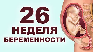 Что происходит с мамой и ребенком на 26 неделе беременности? 6 месяц беременности. Второй триместр.