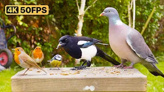 Cat TV for Cats to Watch 😸 Birds & squirrels in the garden 🕊🐿 Bird Videos for Cats (4K)