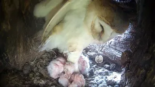 Barn Owl Gylfie's Second Brood | All Five Chicks Hatch | Gylfie & Finn | Robert E Fuller