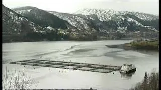 Norwegian TV2 News: The truth about the Fish Farming industry in Norway!