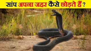 जानिए सांप का जहर कैसे निकाला जाता है? | Know How Snake Venom is Extracted? | About Venomous Snakes