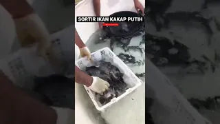 Sortir induk ikan kakap putih ( Lates calcarifer )