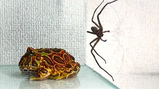 Creeping spider / Pacman frog , African bullfrog【LIVE FEEDING】