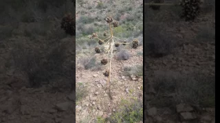 Yucca Stalk
