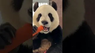 Funny panda bears