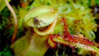 Eerie Time-Lapse of Bug-Eating Plants | Short Film Showcase