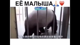 Панде вернули её малыша   😢