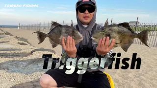 Triggerfish Fishing at the Jetty | How-to & Tips