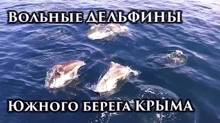 Takeoff! Dolphins of Crimea, 4K