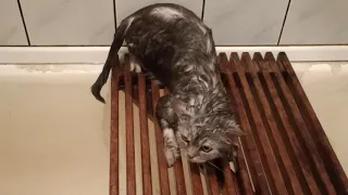 Как вымыть беременную кошку