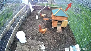 Fox attempts to attack Chickens