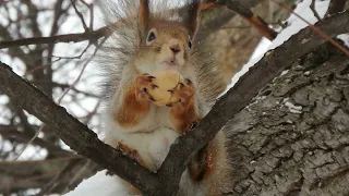 Показываю где живут белки и не только это / I show you where squirrels live and not only