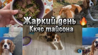 ✩жаркий день вместе с собакой 🫶🏻🐶кавалер Кинг чарльз спаниель тайсон