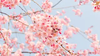 ㅣ𝐏𝐥𝐚𝐲𝐥𝐢𝐬𝐭ㅣ 봄이 오면 꼭 들어야하는 데이식스 노래모음🌸🌸🌸