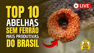 TOP 10 - Abelhas SEM FERRÃO Mais PRODUTIVAS do Brasil!