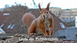 Die Laute von Europäischen Eichhörnchen / The sound of European squirrels