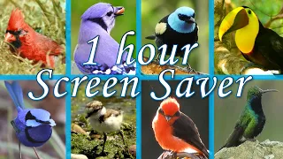 Silent Screensaver, 1 hour, Little Birds in the Wild