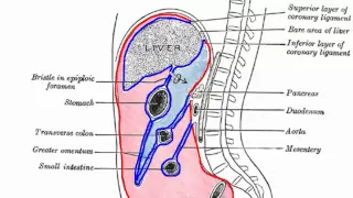 Peritoneal Cavity - Part 1 - Anatomy Tutorial