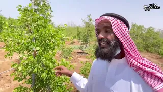 سعودي معجزة يسقي بماء البحر مزرعة يحولها جنة خضراء