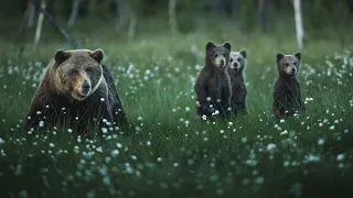 Cinematic Wild Brown Bears