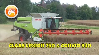 Harvest 2020 | Claas Lexion 750 & Convio 930 header harvesting oilseeds