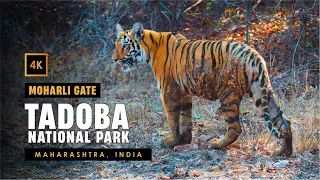 Jungle Safari in India 🇮🇳 | Moharli Gate - Tadoba National Park | India in 4k