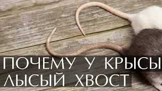 Почему у крысы лысый хвост